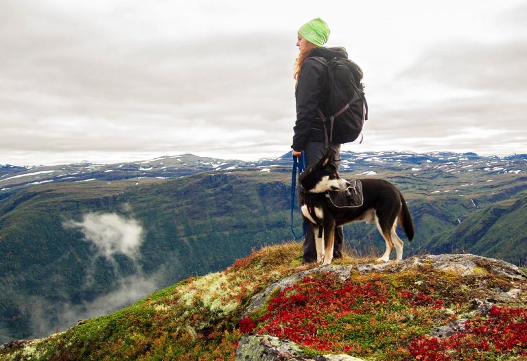 Preparing Your Pet For Long Hikes: What You Need to Bring