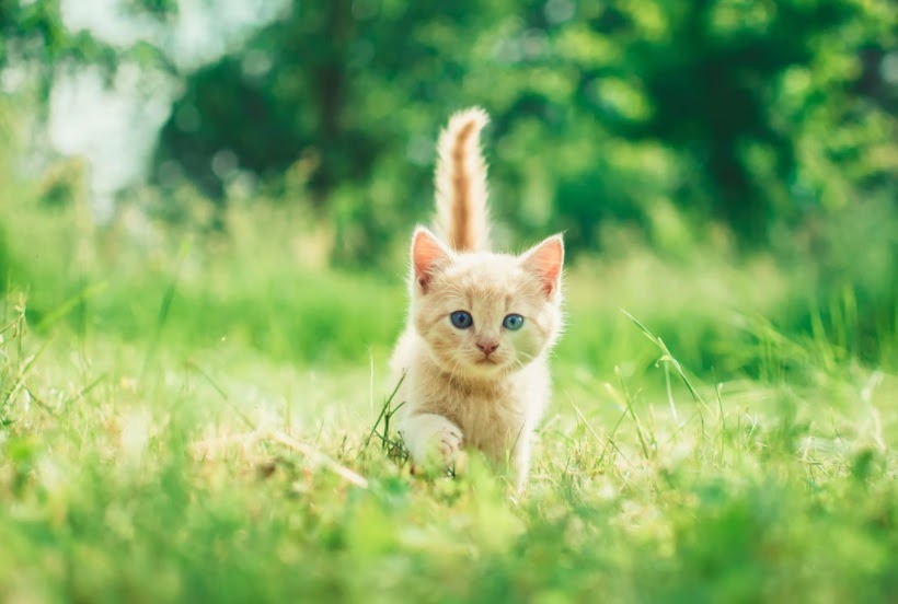 How to Optimize Images for SEO - Alt Text