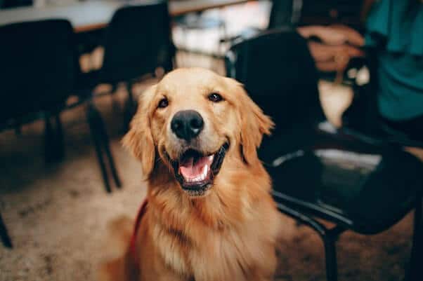 dog treats, Beginner Introduction to CBD Based Dog Treats
