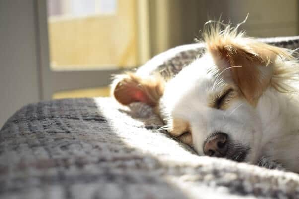 dog treats, Beginner Introduction to CBD Based Dog Treats