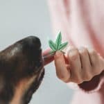 Pet dog cbd candy – Canine licking cannabis edible for anxiety treatment – Alternative medicine