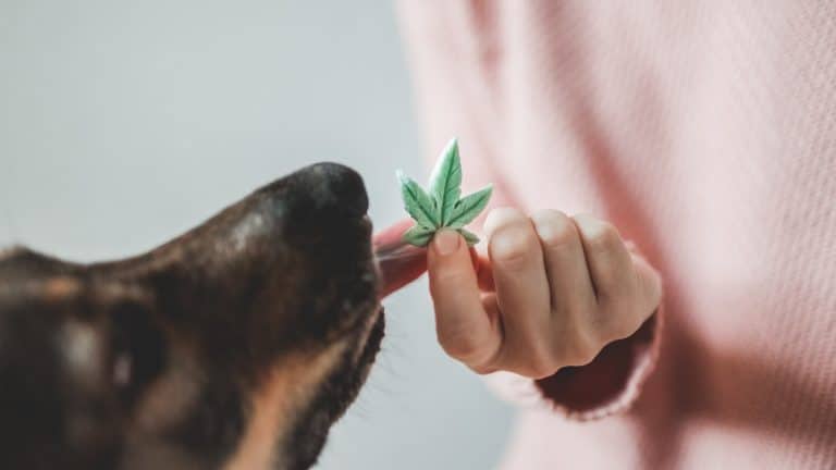 Beginner Introduction to CBD Based Dog Treats