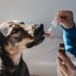 CBD for Dogs: Finding the Best Quality Products for Your Canine Companion