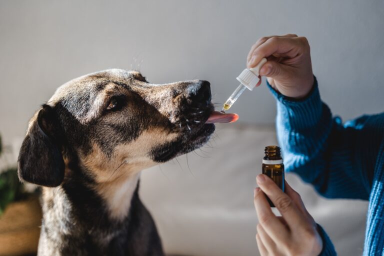 CBD for Dogs: Finding the Best Quality Products for Your Canine Companion